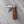 Twin Blade Spearpoint & Pen - Hardwood Handle