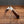 Barlow - 55mm Blade - Amboyna Burr Handle with Traditional Workback