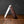 Lambfoot - 63mm Blade - Amboyna Burr Handle with Traditional Workback