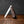 Lambfoot - 63mm Blade - Desert Ironwood Handle with Traditional Workback